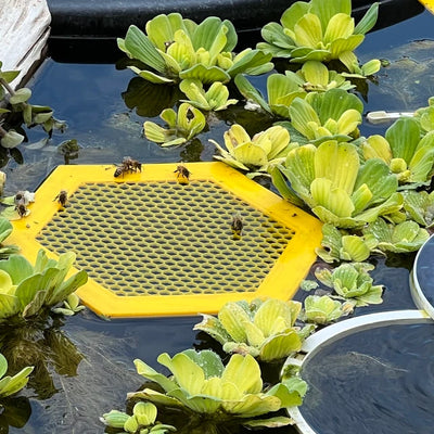 BeeBuoys™  - Schwimmende Bieneninsel [Letzter Tag Rabatt]